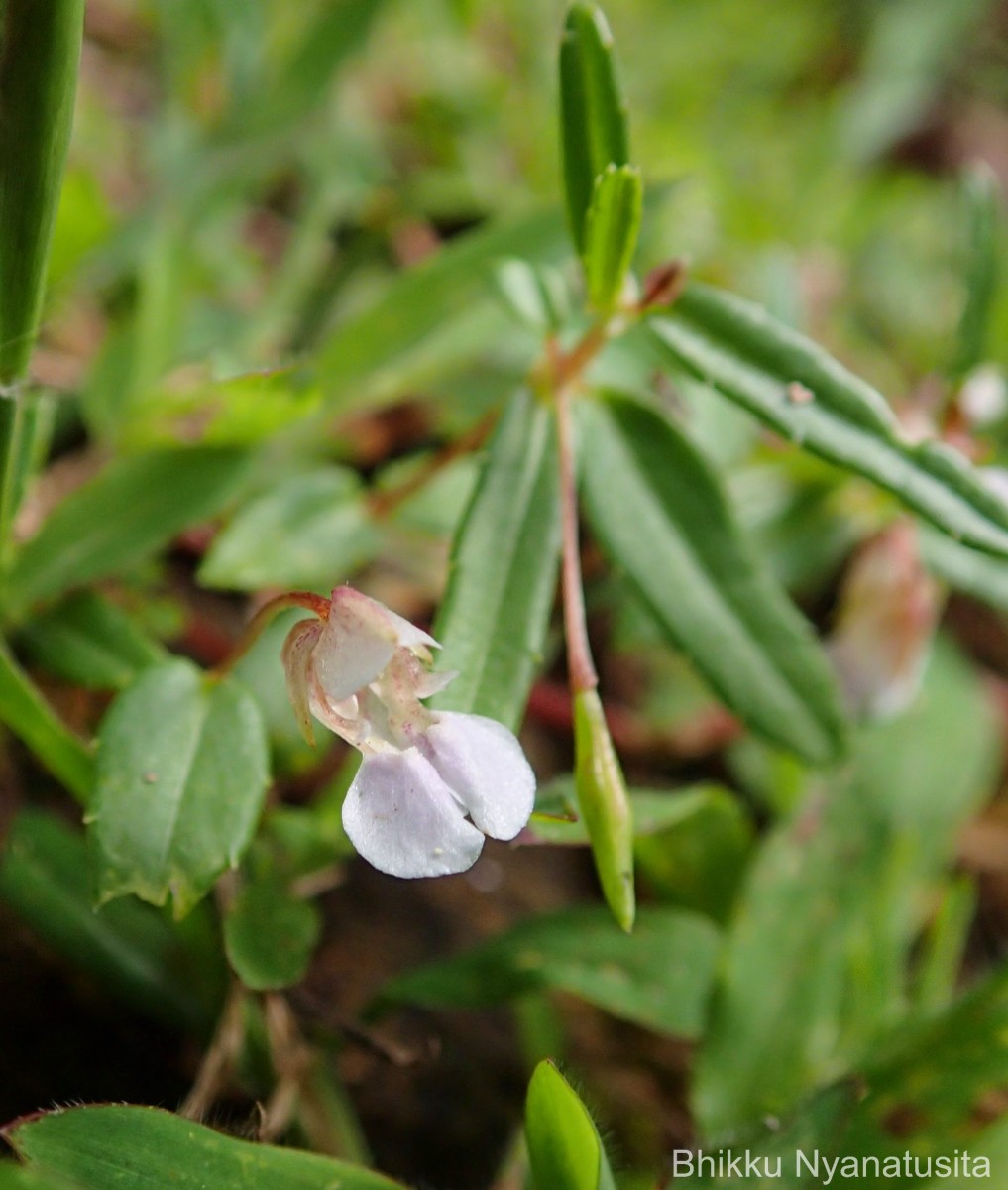 Impatiens oppositifolia L.
